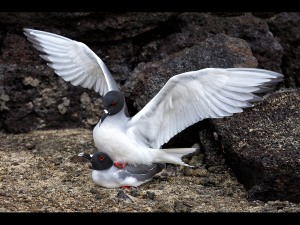 N1_Mating Swallow-tailed Gulls