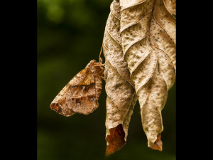 Hawk Moth on Beech Leaf