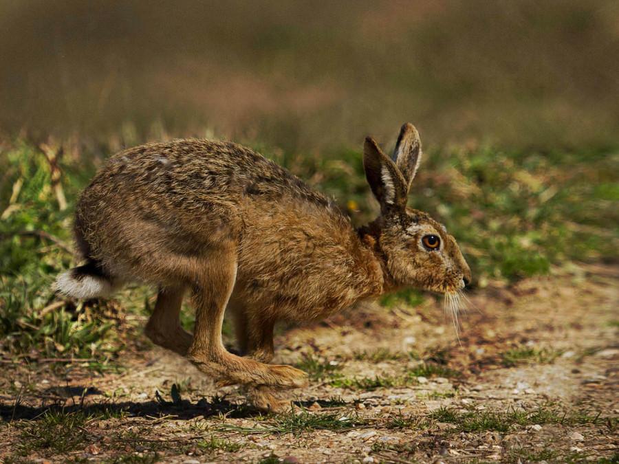21 pts - European Brown Hare