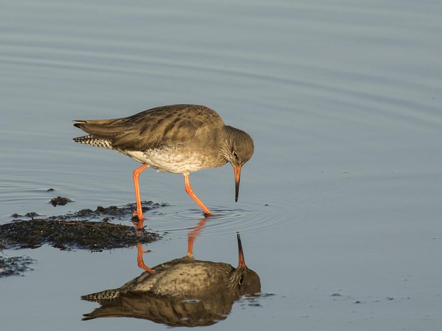 24 pts - Red Shank