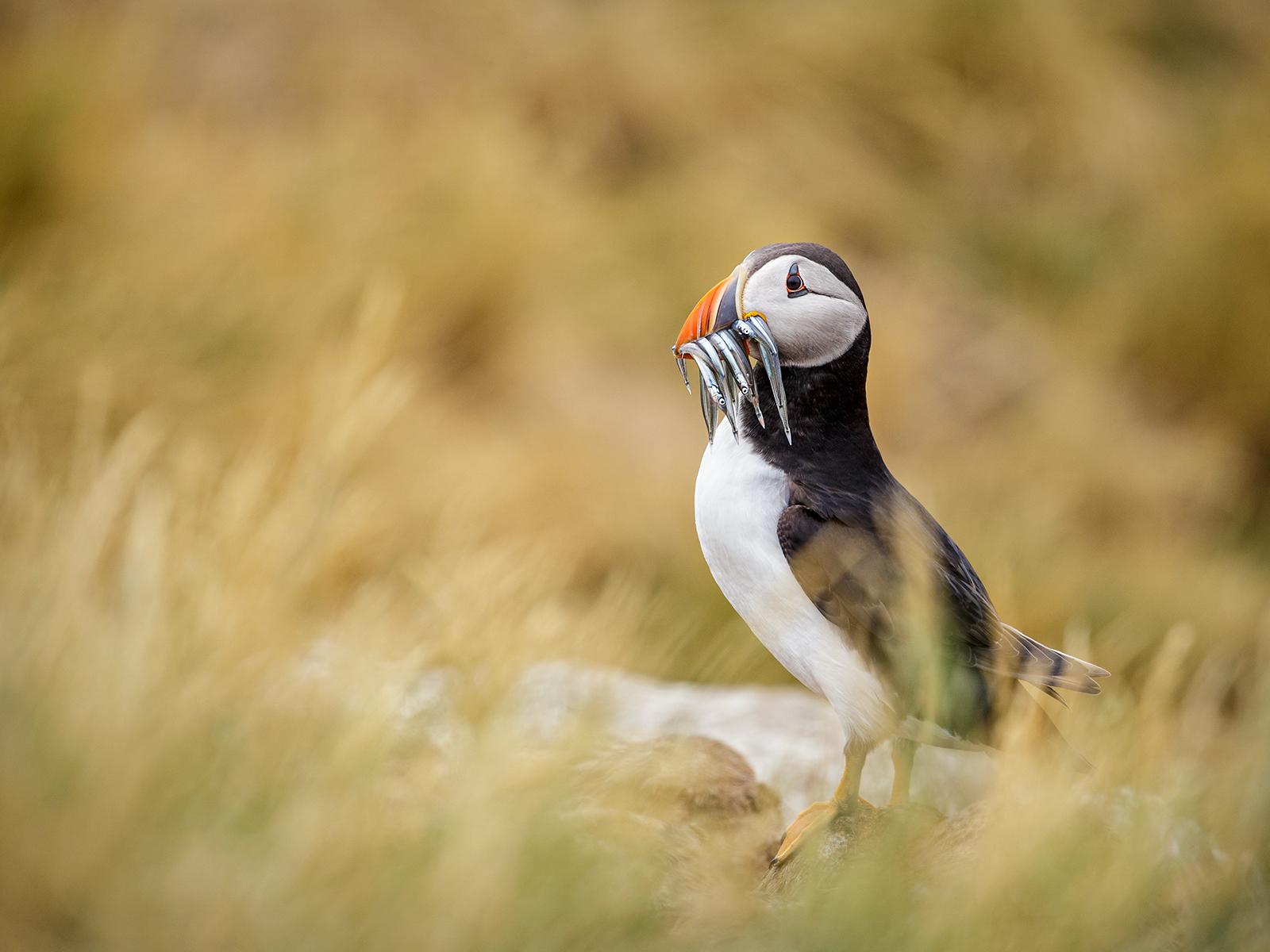 32_Posing Puffin