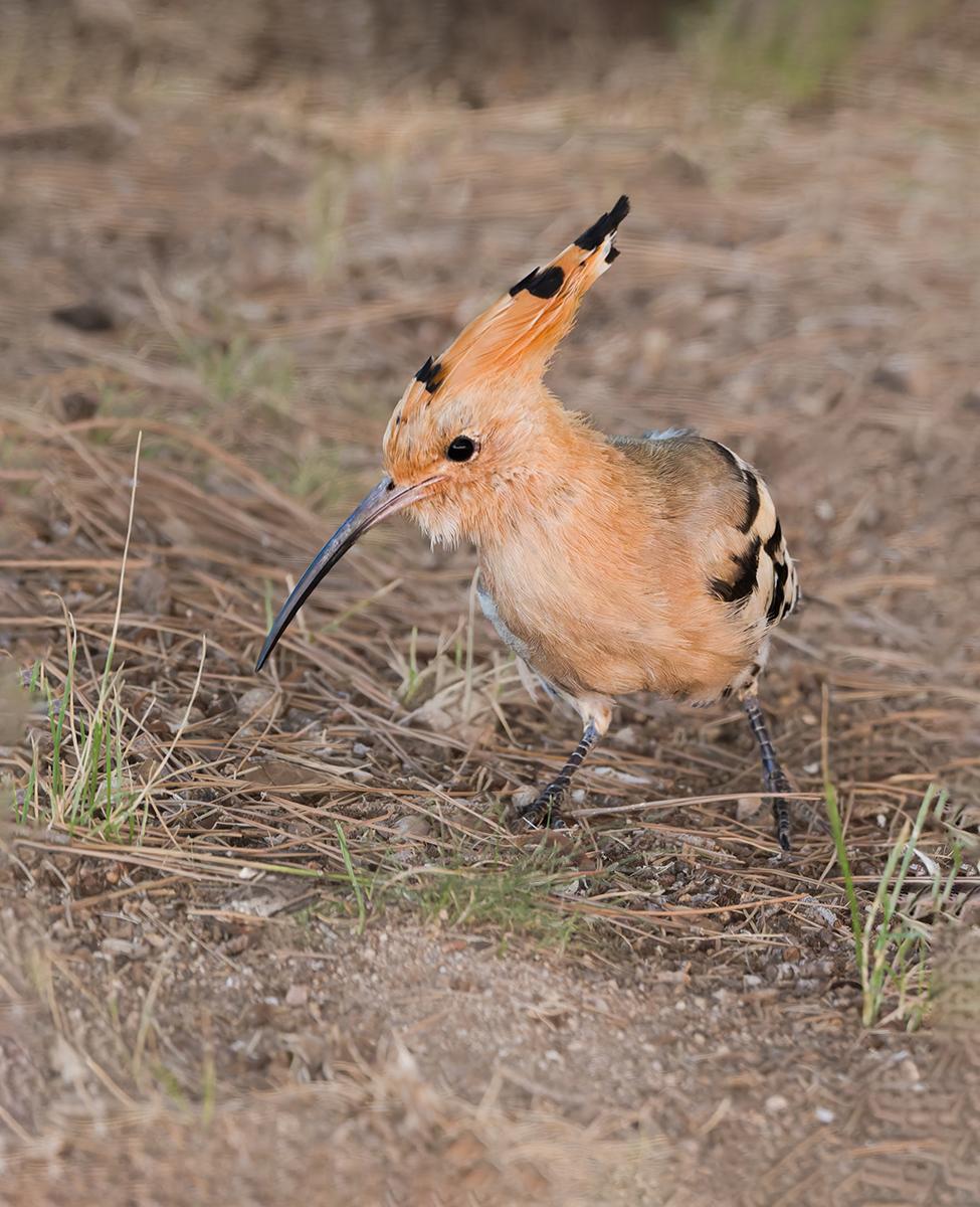 Bruce Kendrick_Hoopoe