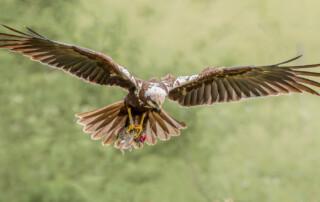 Bruce Kendrick_Marsh Harrier with dead rabbit