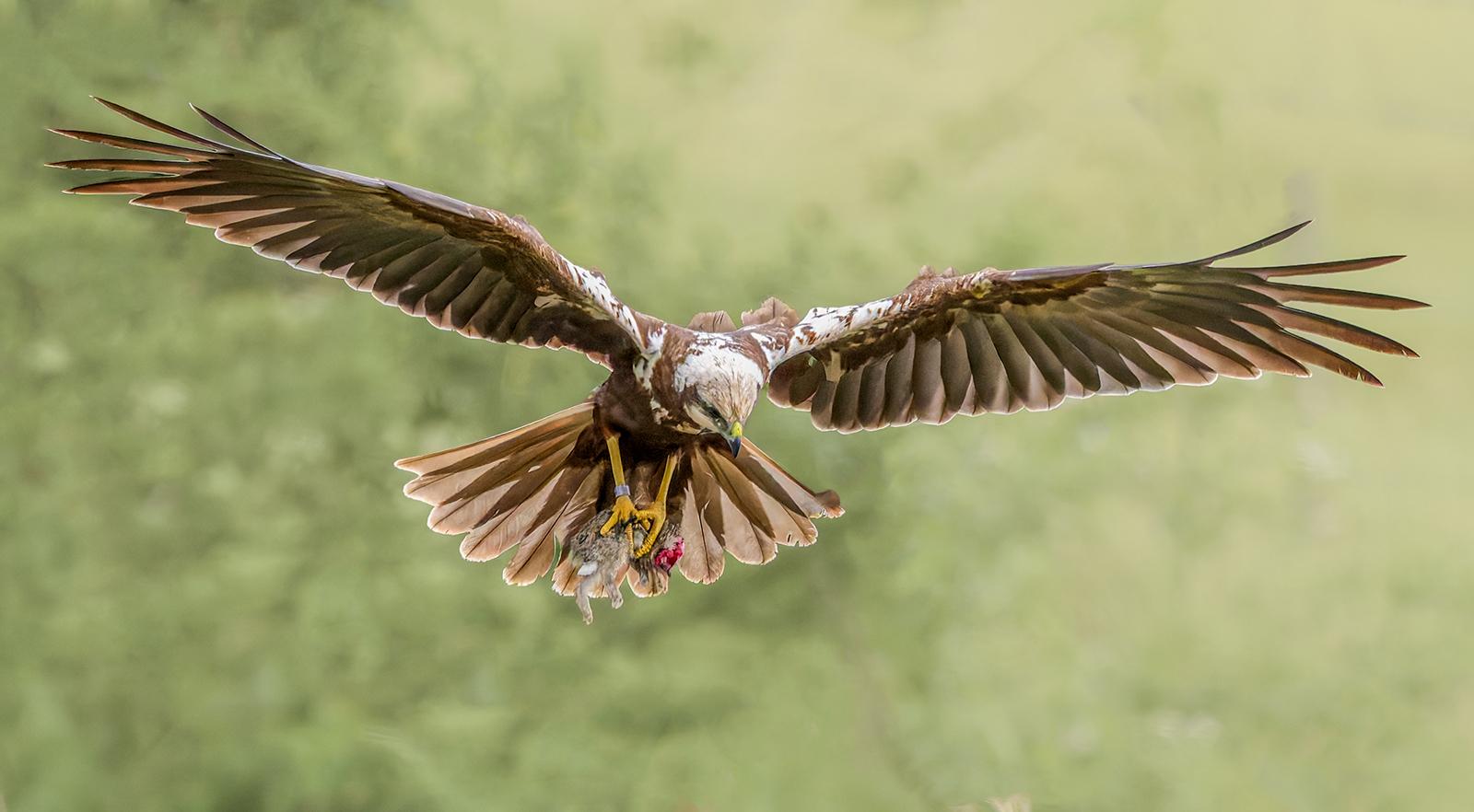 Bruce Kendrick_Marsh Harrier with dead rabbit