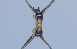Bruce Kendrick_Swallow Drinking
