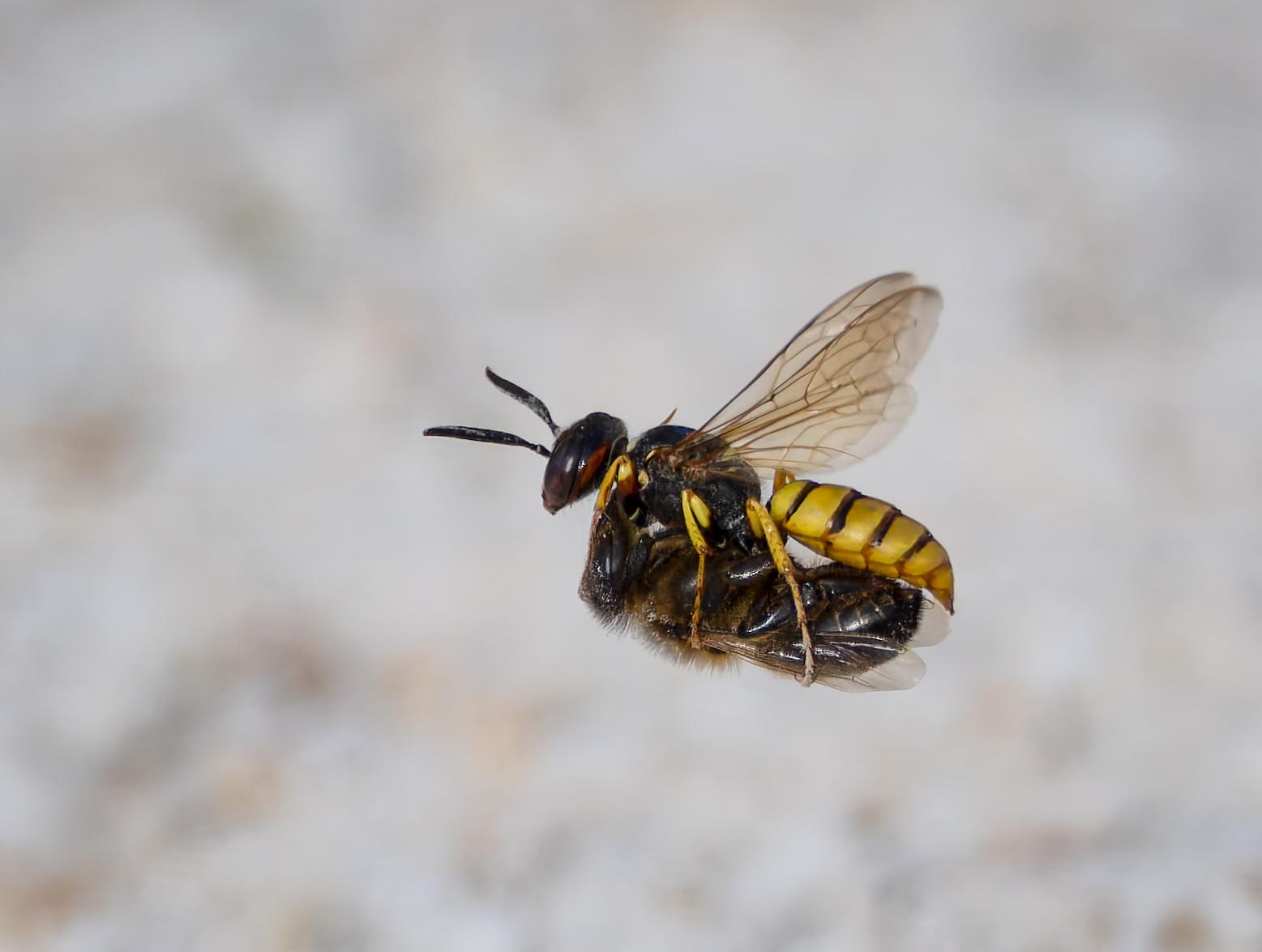 Bruce Kendrick_Wolf bee Wasp