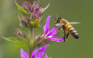 Derek Brett_Honey Bee Leaving Purple Loosestrife