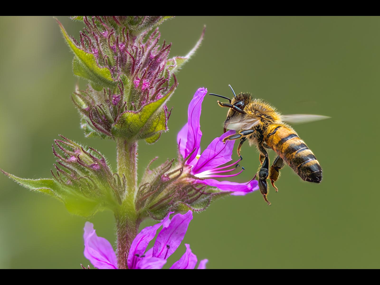 Derek Brett_Honey Bee Leaving Purple Loosestrife