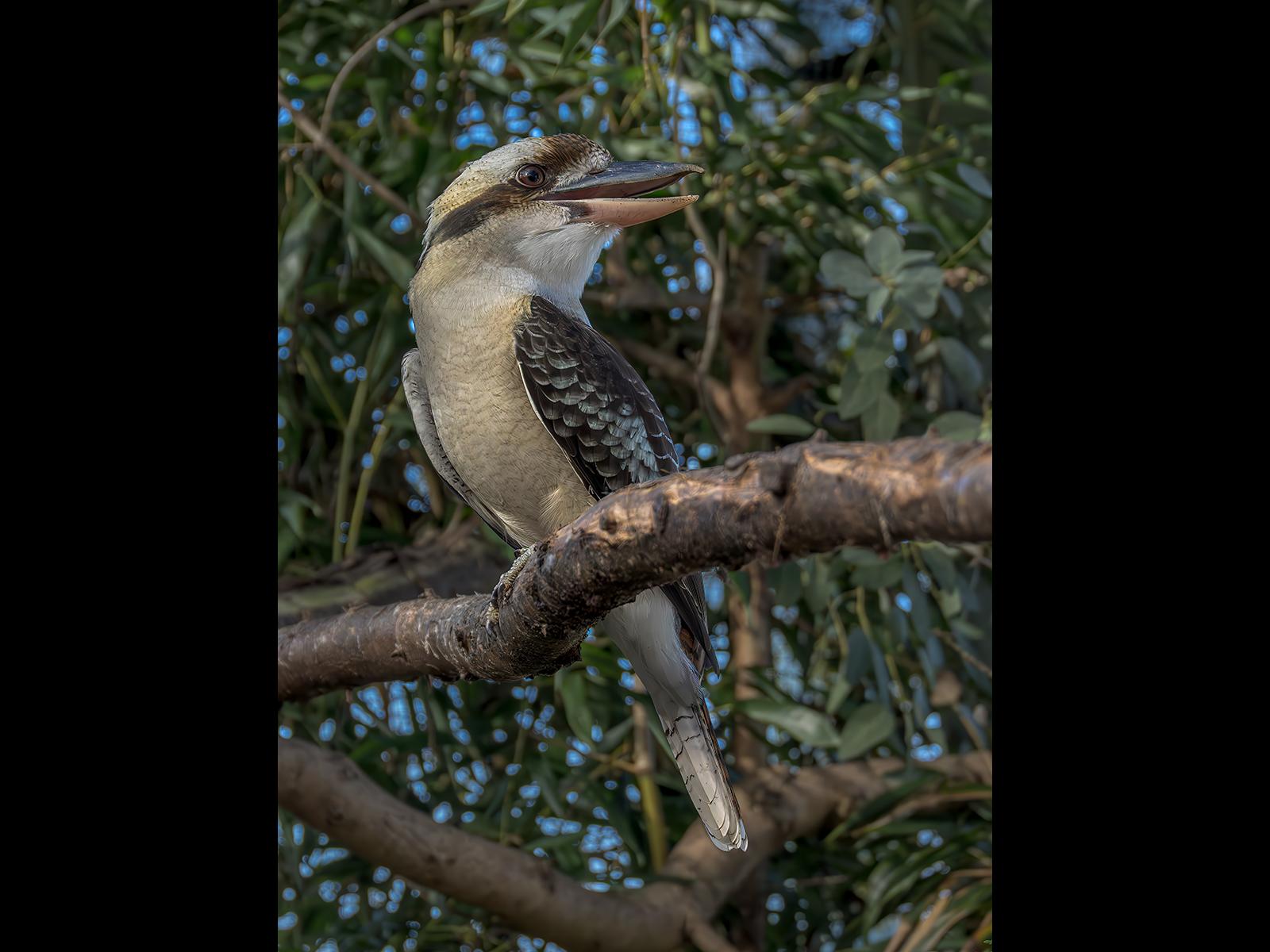 Derek Brett_Laughing Kookaburra