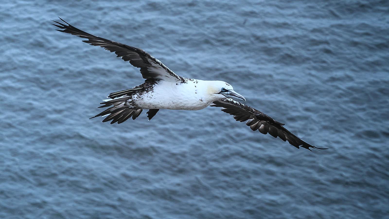 Jon Allanson_Juvenile 3 year Gannett Gliding