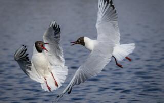 Karen Edmondson_Black-headed Gulls