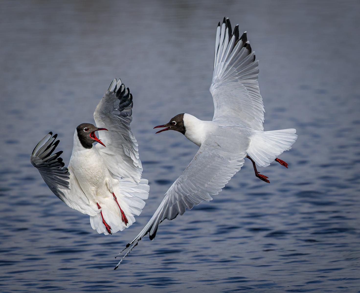 Karen Edmondson_Black-headed Gulls
