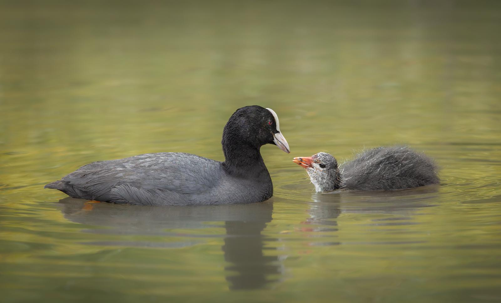 Karen Edmondson_Coot with Chick
