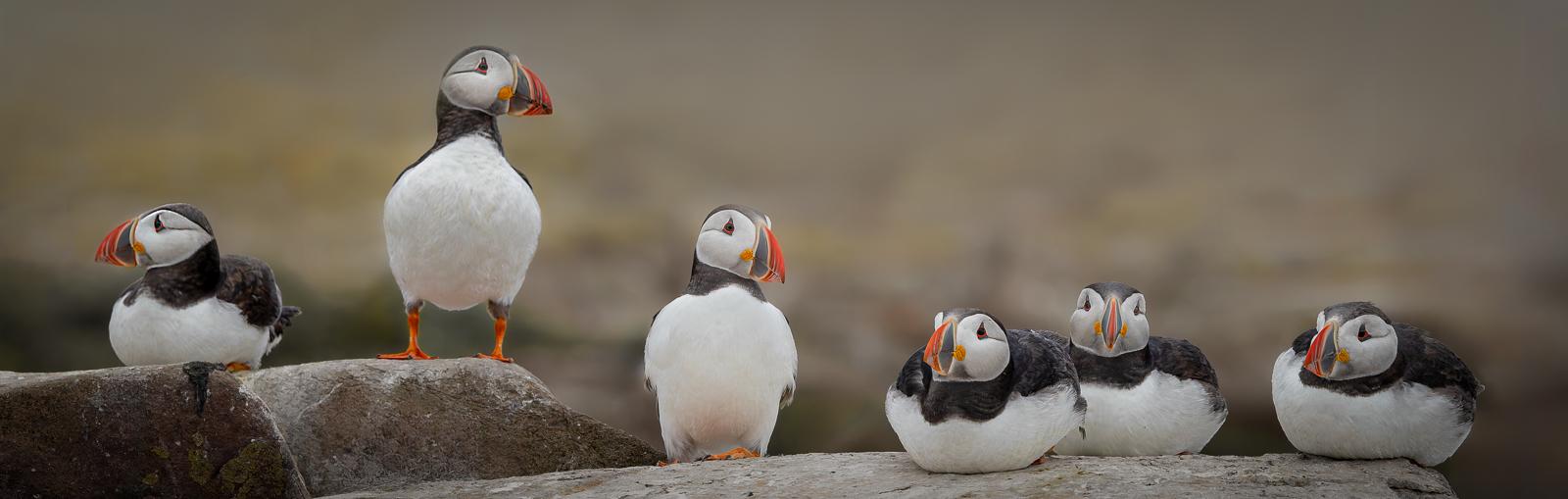 Karen Edmondson_Puffins